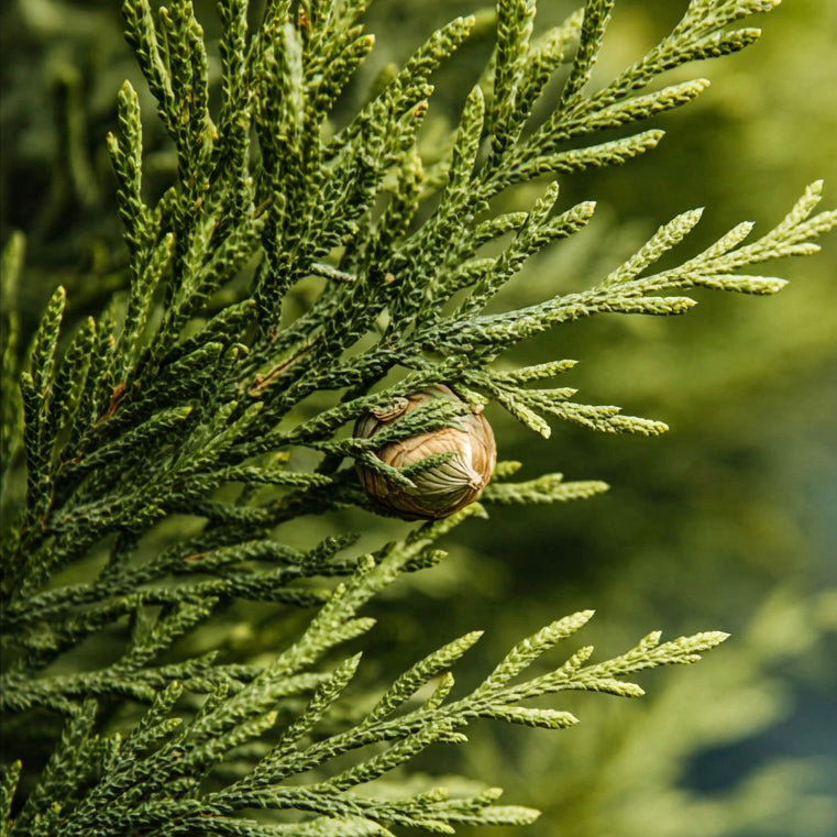 CYPRESS EO