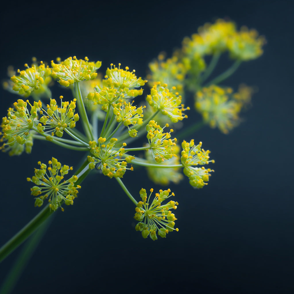 GALBANUM SR