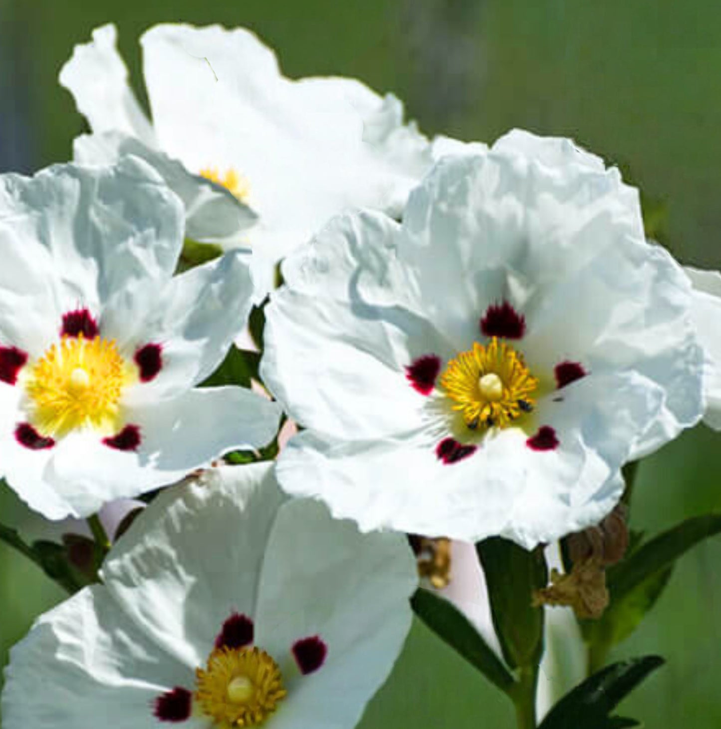 LABDANUM ABSOLUTE
