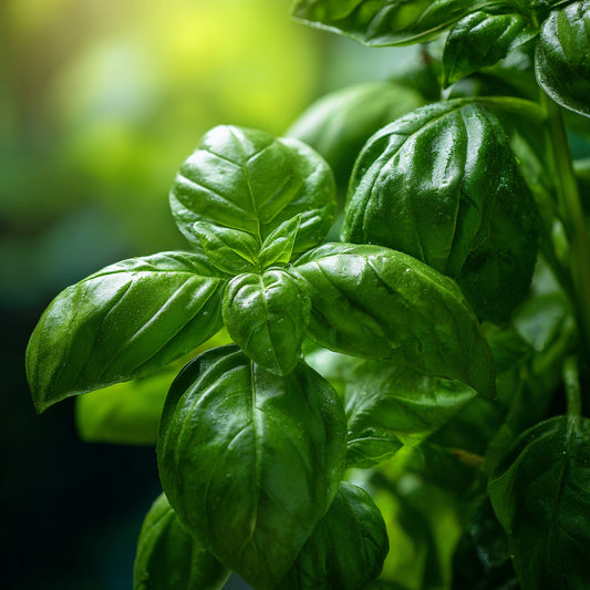 BASIL METHYL CHAVICOL/ESTRAGOLE EO