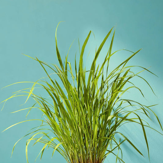 CITRONELLA EO