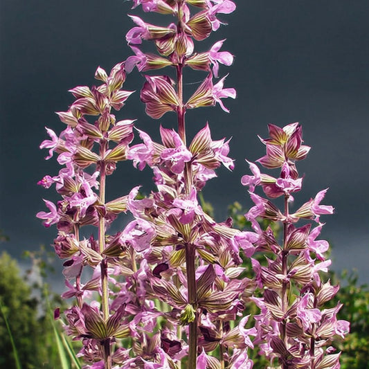 CLARY SAGE EO