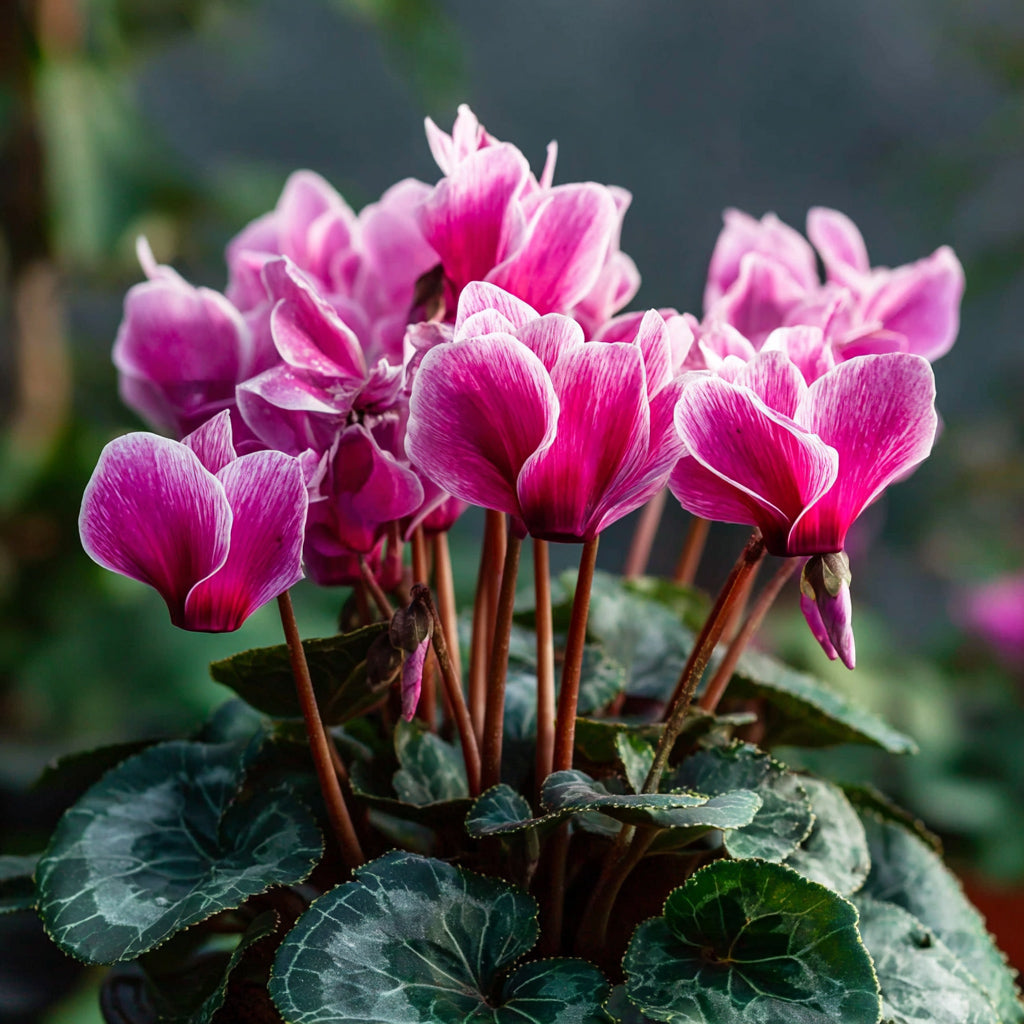 CYCLAMEN ALDEHYDE
