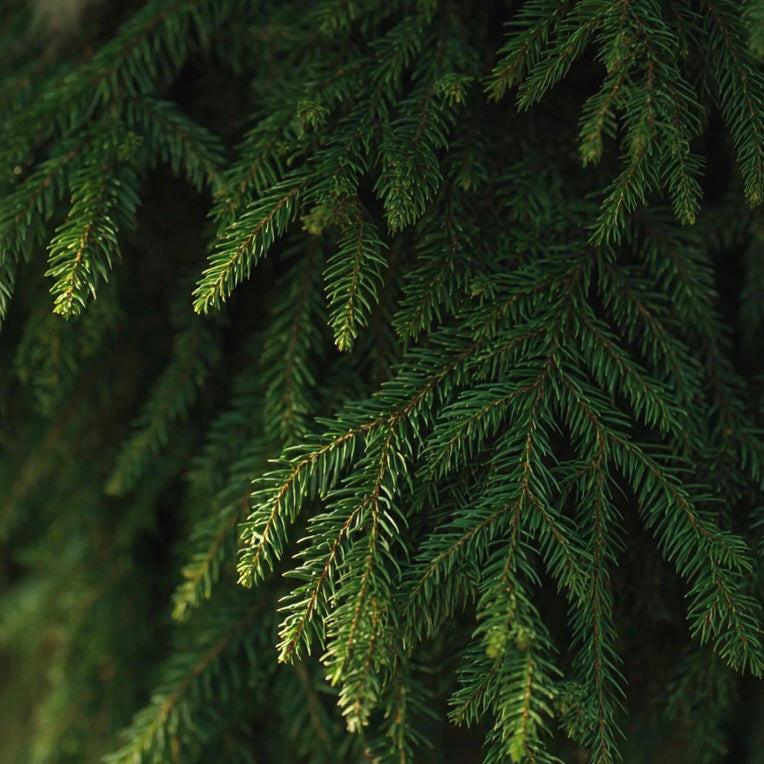 FIR BALSAM ABS