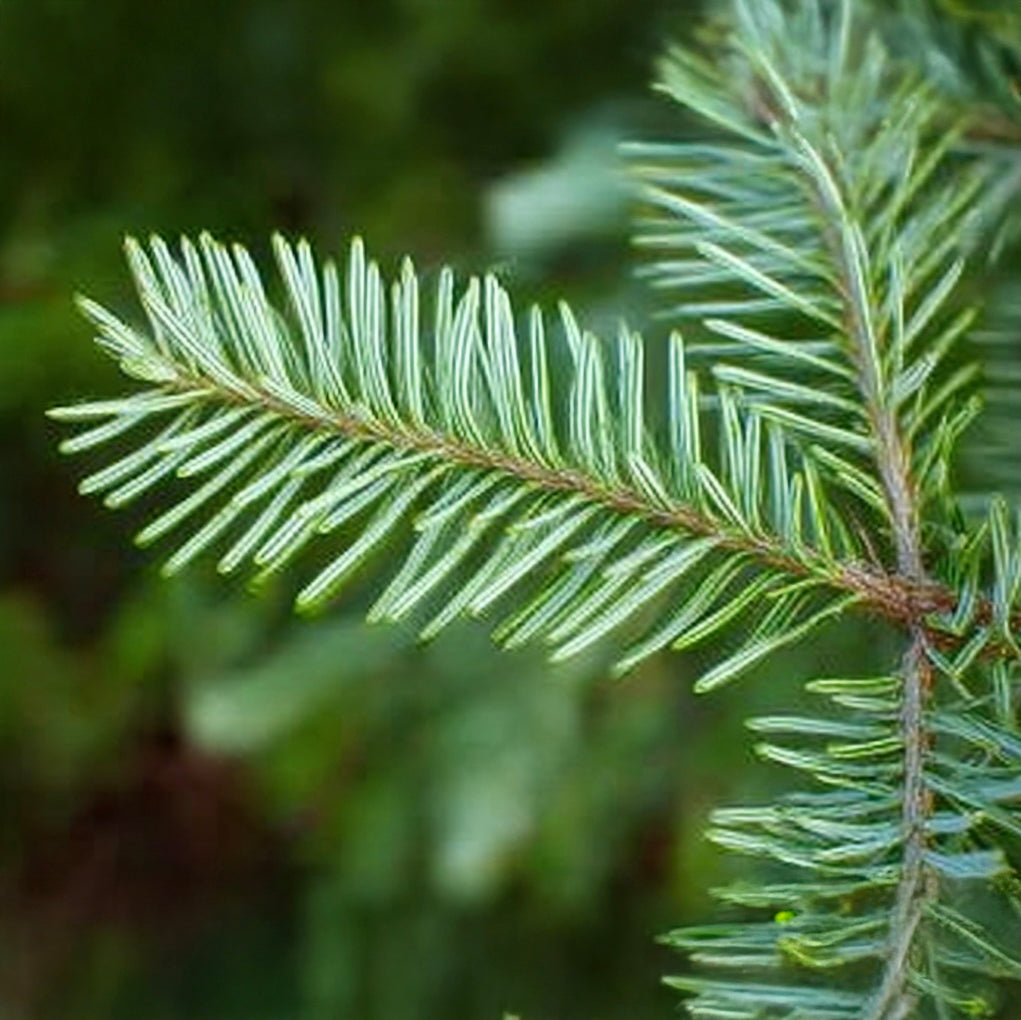 FIR NEEDLE CANADIAN EO