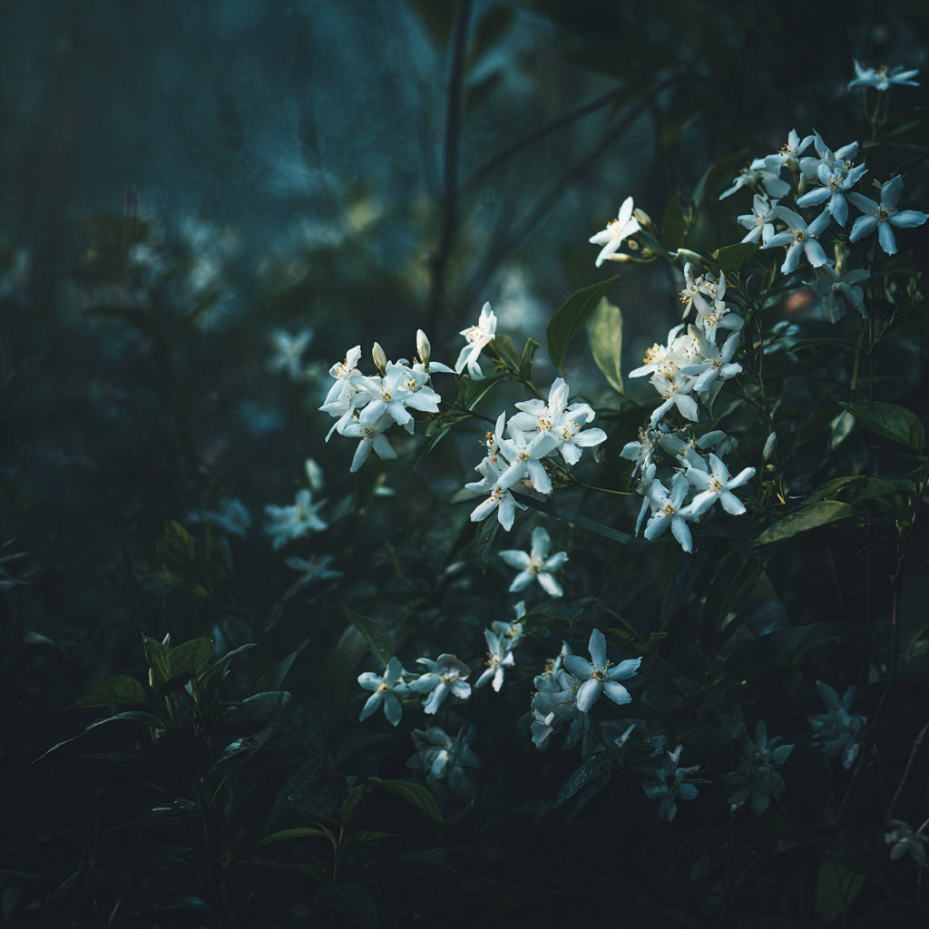 HEDIONE