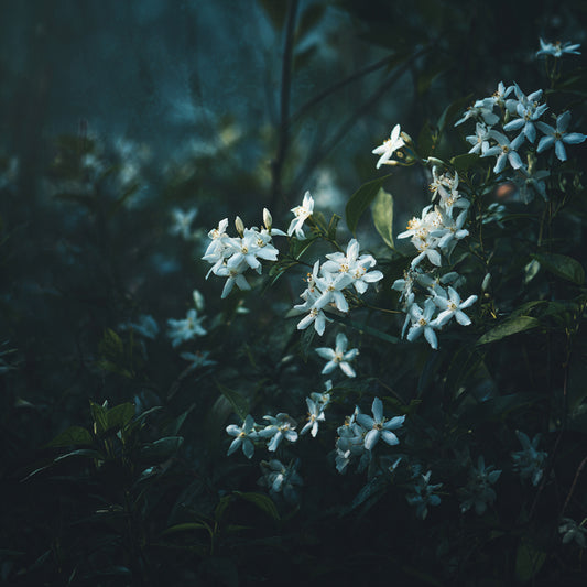 HEDIONE