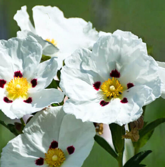 LABDANUM ABSOLUTE