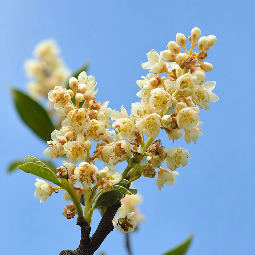 LITSEA CUBEBA EO