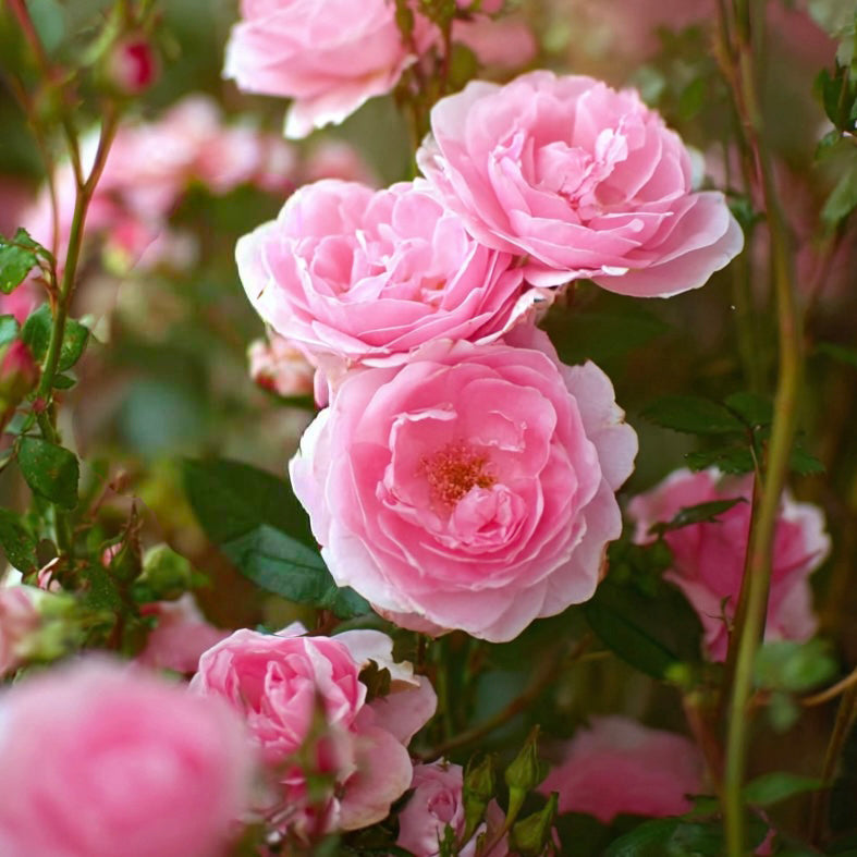 ROSE ABSOLUTE