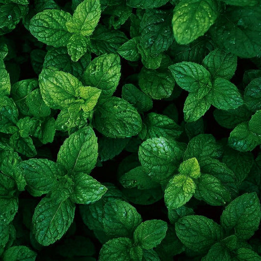 SPEARMINT EO