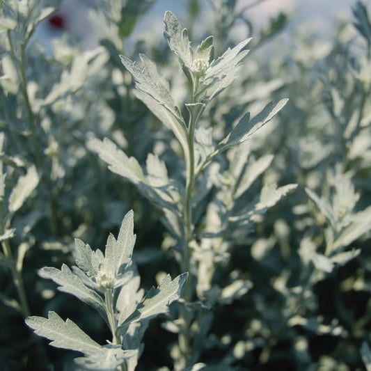 WORMWOOD EO